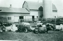 black and white photo of cows laying next to a barn