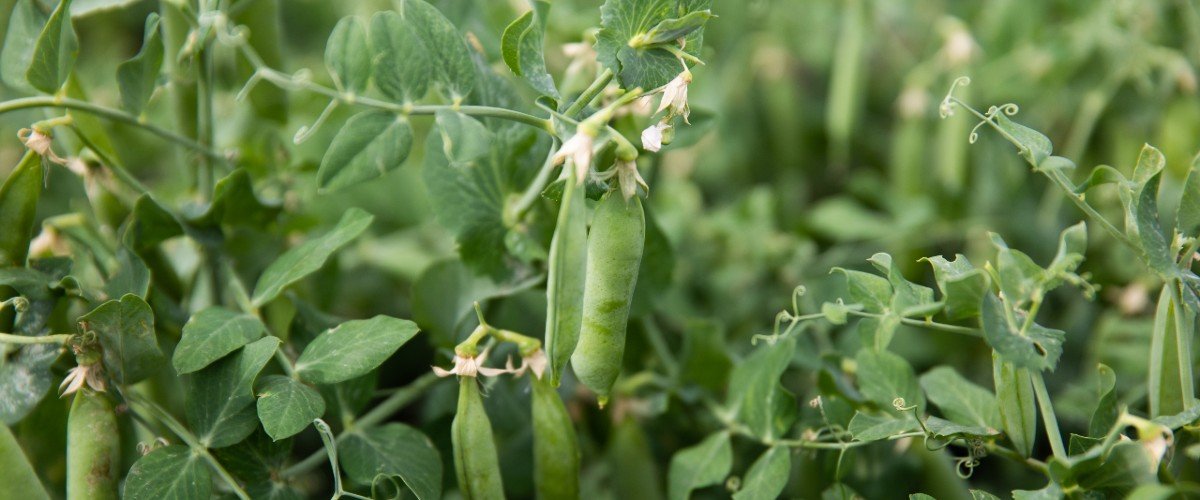 Close-up of pea plants in a field