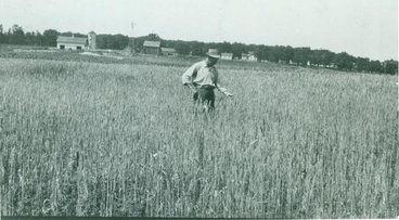 Black and white photo of Albert Hoversten standing in a wheat field